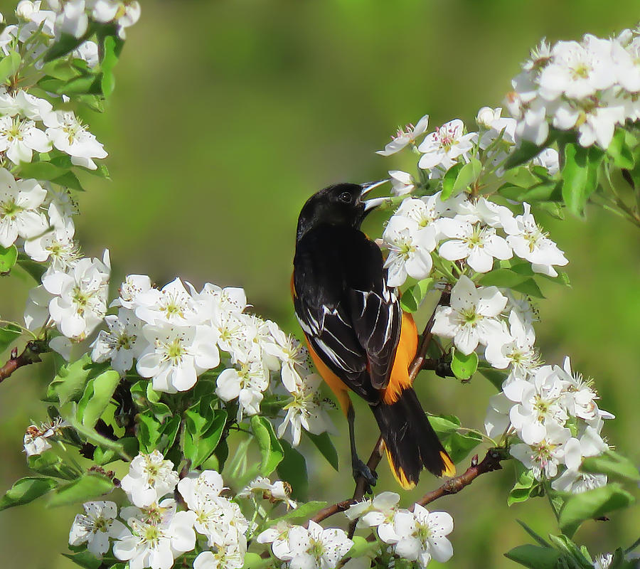Spring Time For The Baltimore Oriole Photograph by Rebecca Grzenda