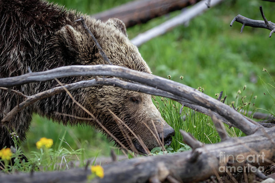 Spring Time Grizz Photograph by Julie Argyle