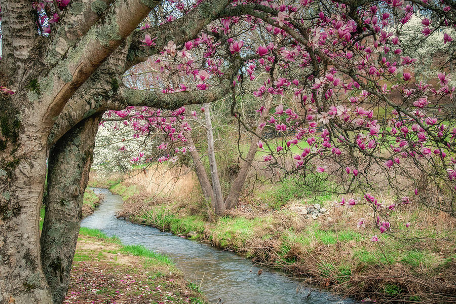 Magnolia Movie Photograph - Spring Time in Appalachia by Robert J Wagner