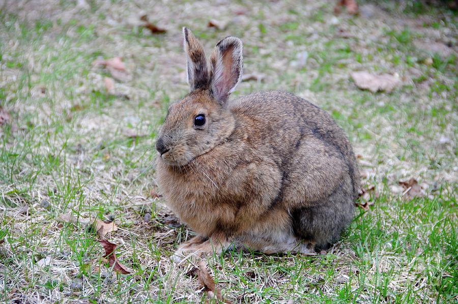 Spring Time Rabbit Photograph by Sandra Updyke