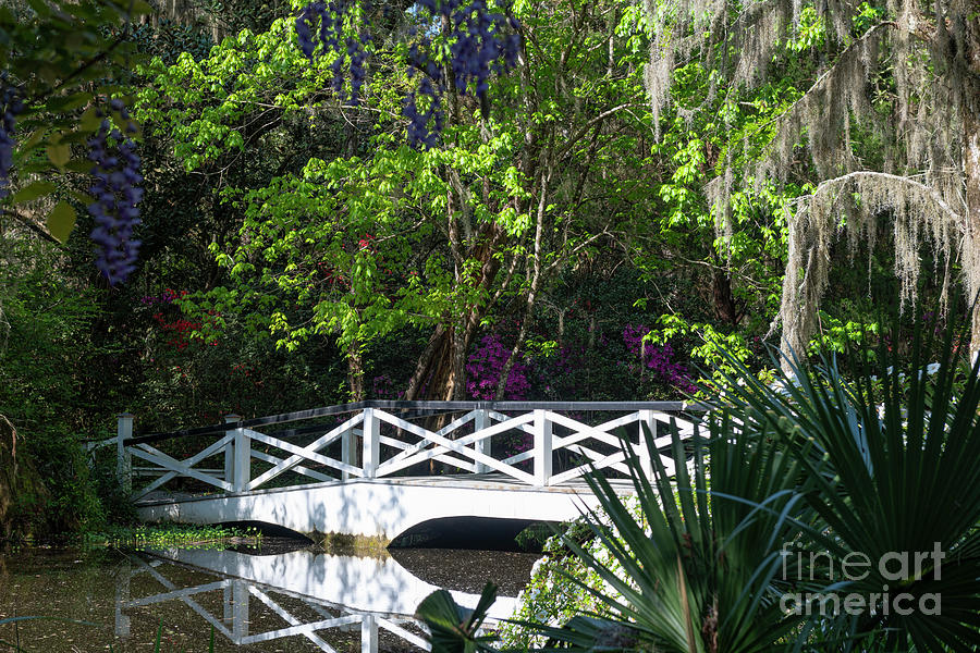 Spring Time Stoll - Magnolia Plantation And Gardens Photograph
