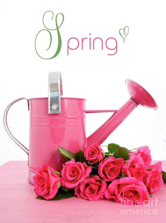 Spring time watering can and pink roses Photograph by Milleflore Images