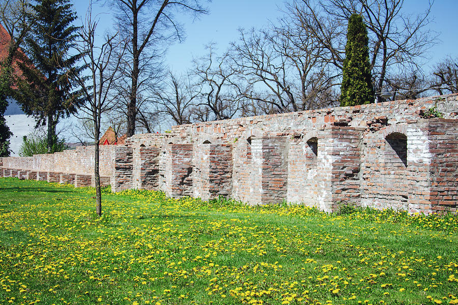 Green Grass Photograph - Spring time Yellow dandelions, green grass and old castle brick walls in Targu Mures, Romania by Cosmin Albu Green Grass Photograph - Spring time Yellow dandelions, green grass and old castle brick walls in Targu Mures, Romania by Cosmin Albu