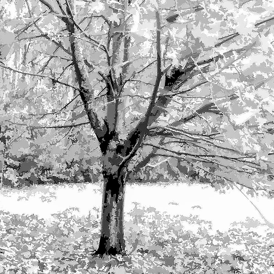 Spring Tree Photograph by Ali Bailey Spring Tree Photograph by Ali Bailey
