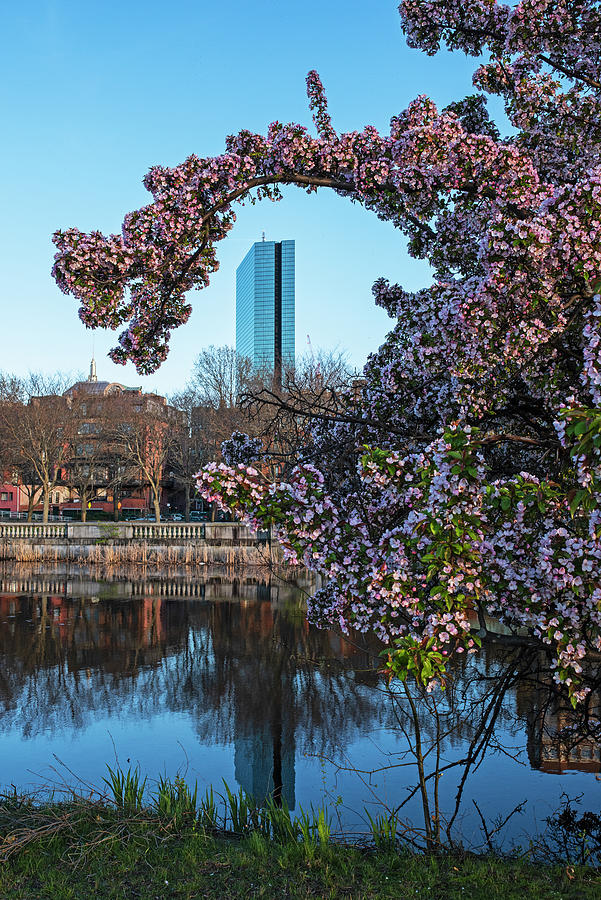 Spring Tree Arc over the Hancock Tower on the Charles River Boston MA Photograph by Toby McGuire
