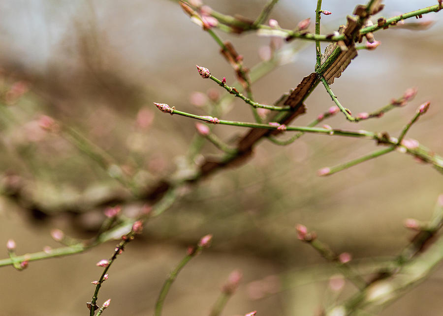 Spring Tree Buds Photograph by Amelia Pearn