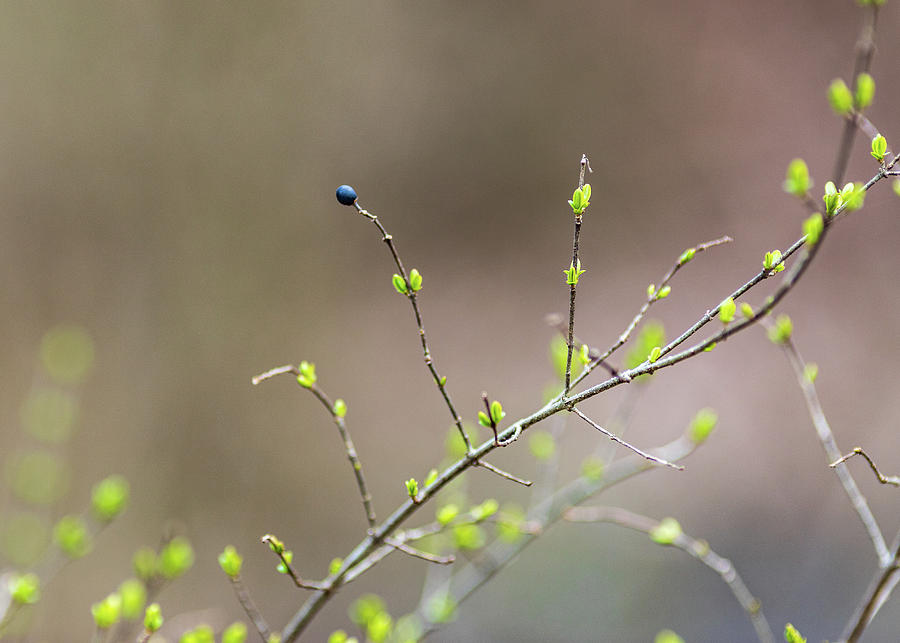 Spring Tree Buds and Berry Photograph by Amelia Pearn