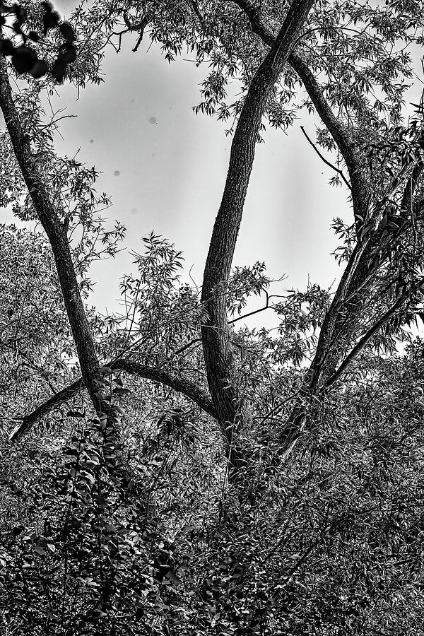 spring tree BW #l1 Photograph by Leif Sohlman