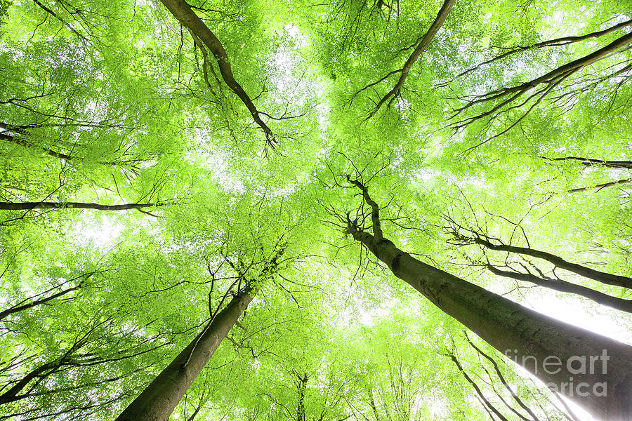 Spring tree canopy leaves from below Photograph by Simon Bratt