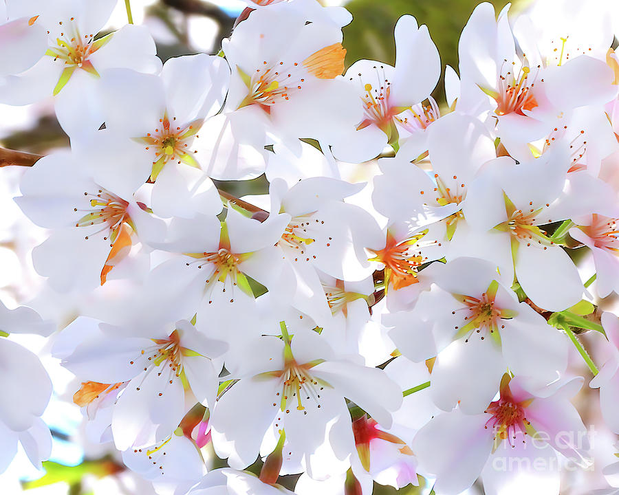Spring Tree Flowers Photograph by Scott Cameron