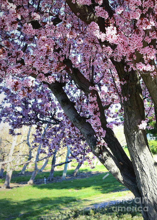 Spring Tree in Vineyard Photograph by Carol Groenen