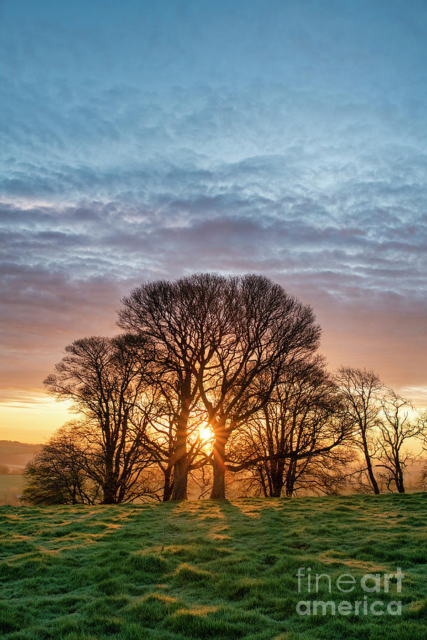 Tree Photograph - Spring Tree Sunrise by Tim Gainey