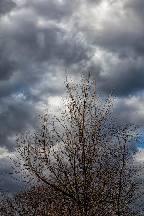 Spring Trees and Rainclouds Photograph by Robert Ullmann