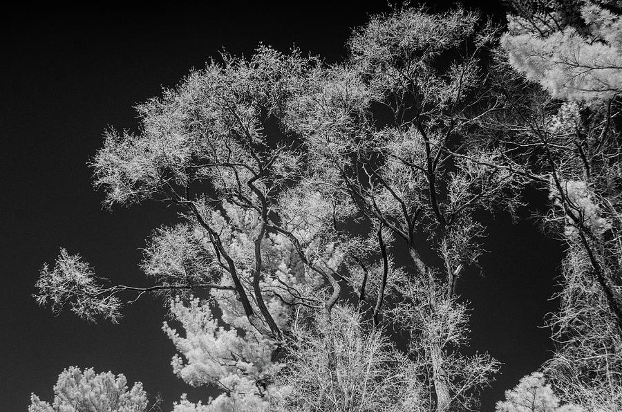 Spring trees  in Black and White Photograph by Alan Goldberg