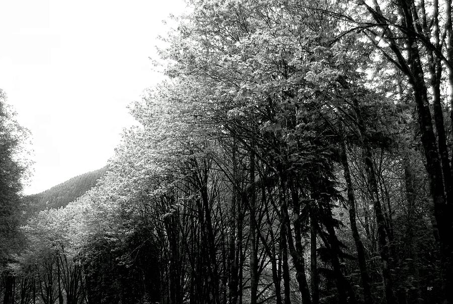 Spring Trees In Oregon Photograph by Will Borden