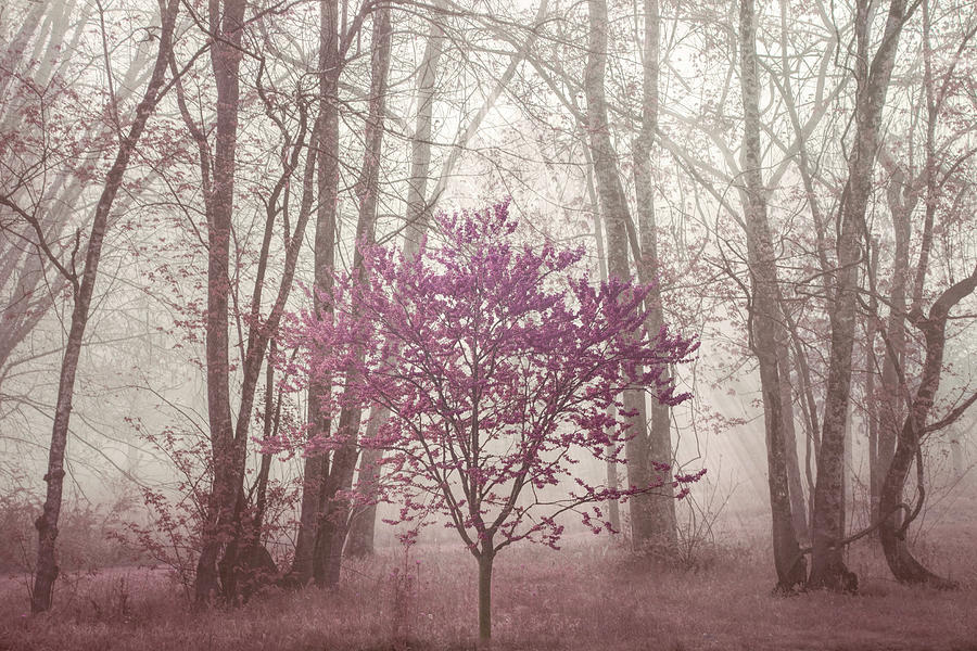 Spring Trees in the Misty Forest Photograph by Debra and Dave Vanderlaan