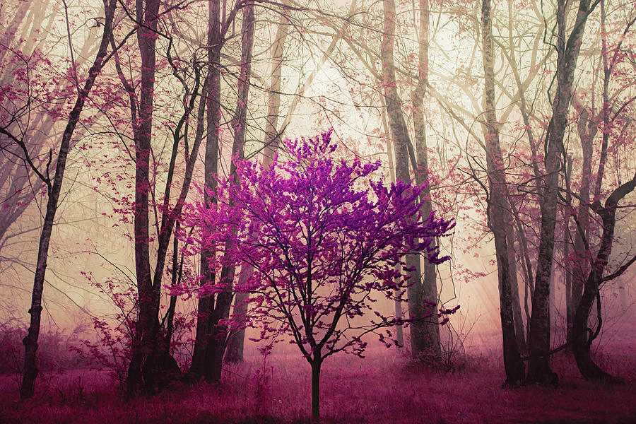 Spring Trees in the Mysterious Forest Photograph by Debra and Dave Vanderlaan