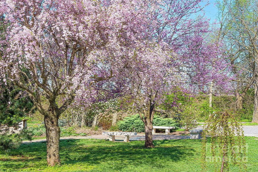 Spring Trees In The Park Painterly Photograph by Jennifer White