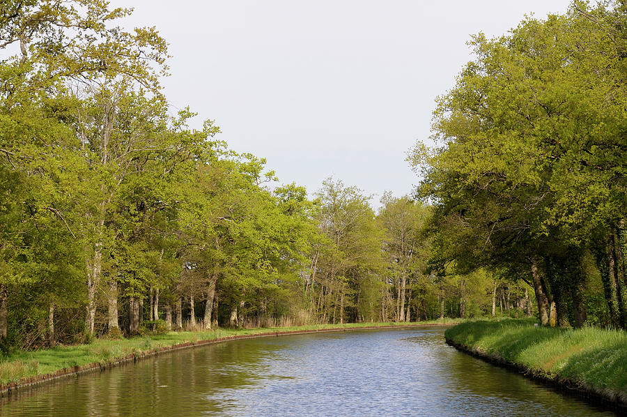 Spring trees lining Canal lateral a la Loire, France Photograph by Kevin Oke