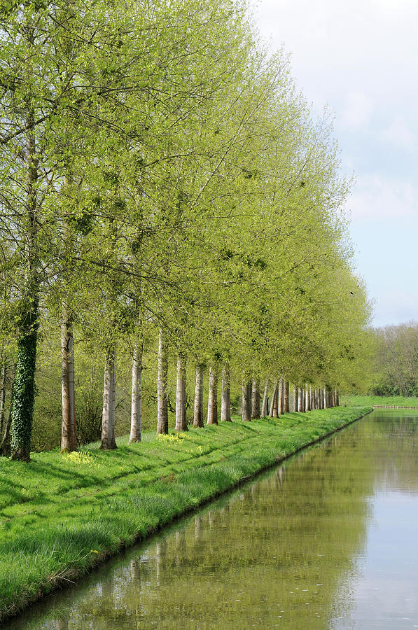 Spring trees on the bank of the Nivernais Canal, Burgundy, France Photograph by Kevin Oke