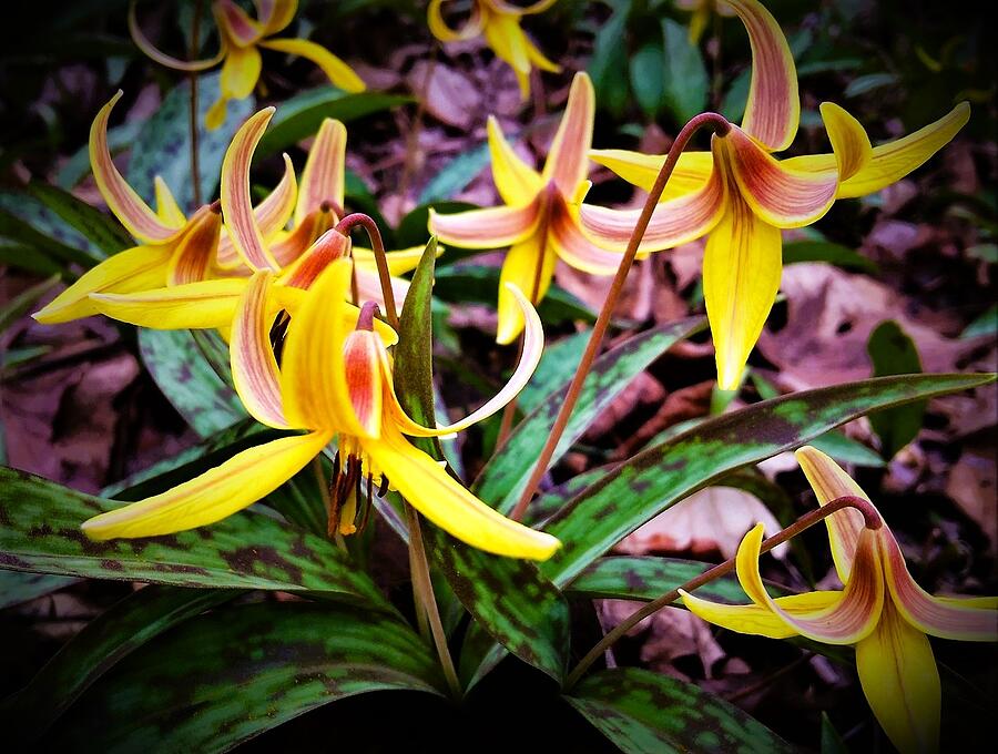 Spring Trout Lilies Photograph by Angela Davies