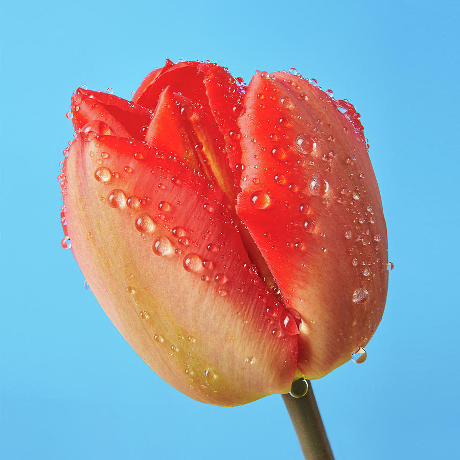 Spring Tulip 1 Photograph by Jim Hughes