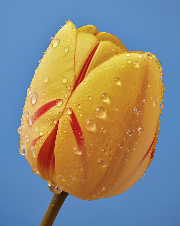 Spring Tulip 3 Photograph by Jim Hughes