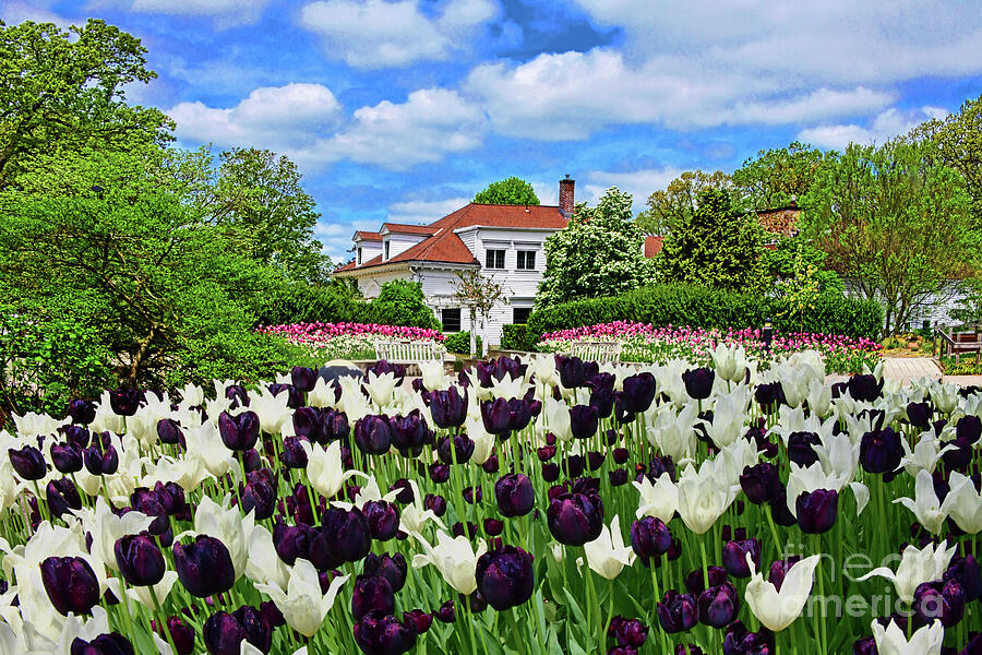 Spring Tulip Garden Beauty Photograph by Regina Geoghan - Fine Art America