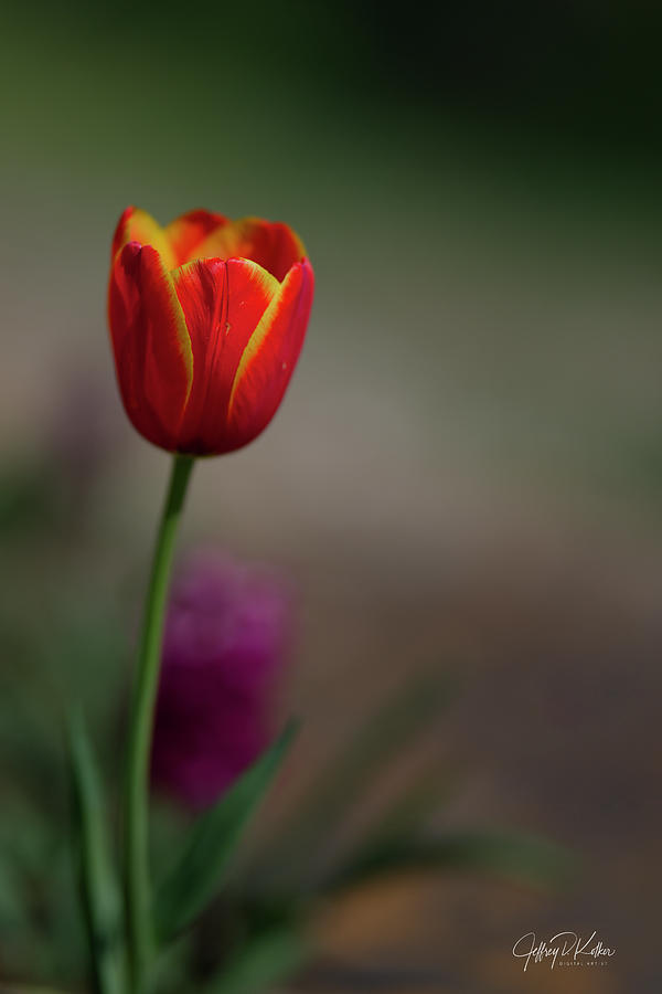 Spring Tulip Photograph by Jeffrey Kolker
