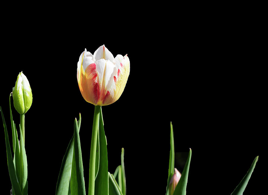 Spring Photograph - Spring Tulip by Phil And Karen Rispin