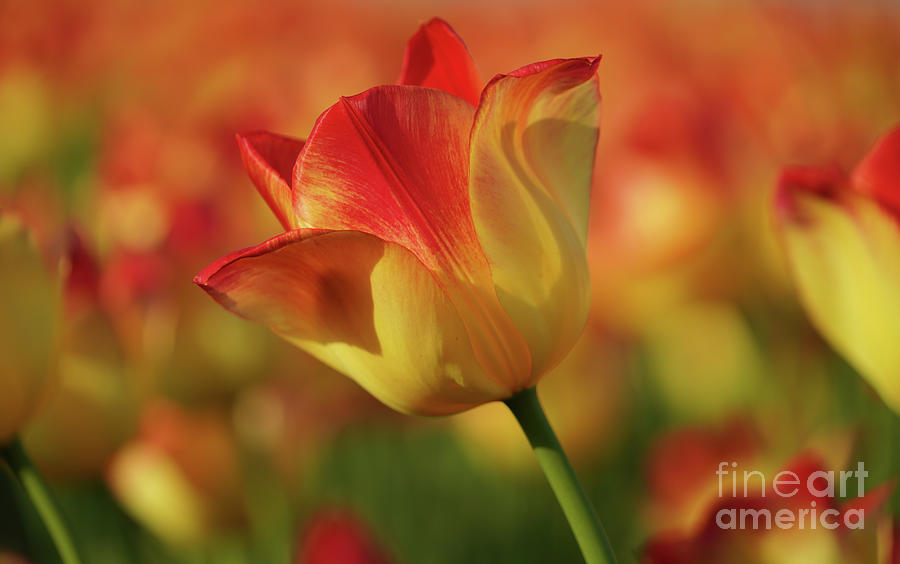 Spring Tulips 1 Photograph by Rachel Cohen