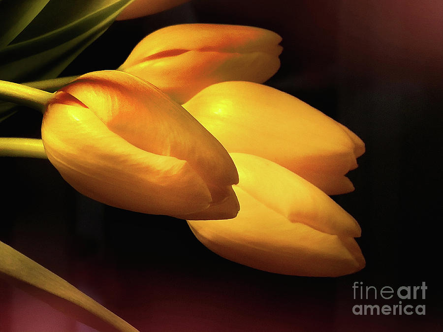Spring Tulips Photograph by Amy Dundon