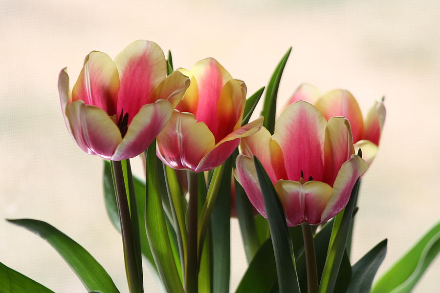 Spring Tulips Photograph