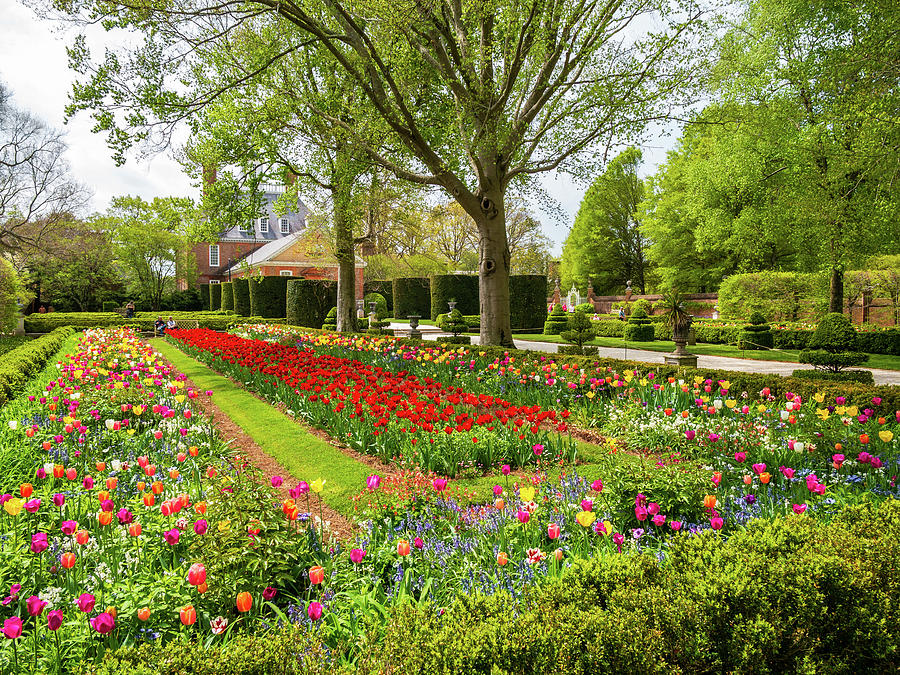 Spring Tulips at the Governors Palace Gardens Photograph by Rachel Morrison