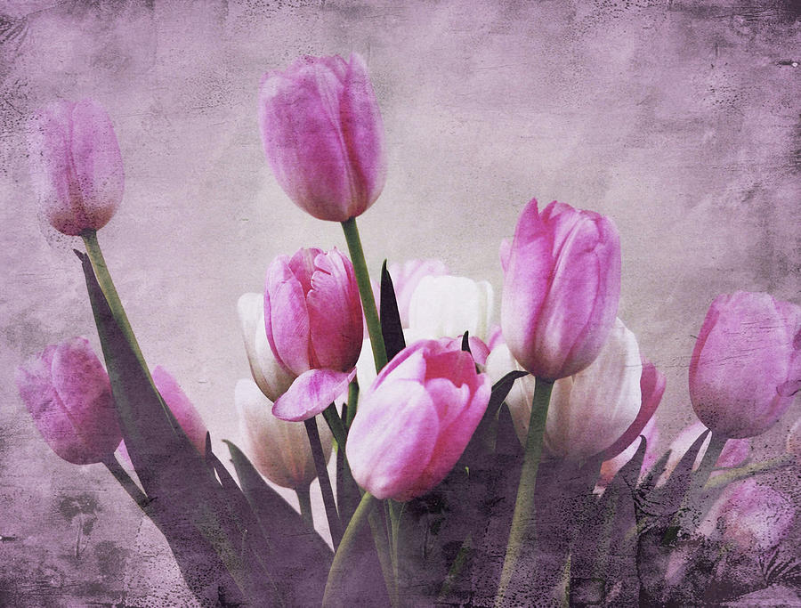 Spring tulips Photograph by Christine Grubbs - Fine Art America