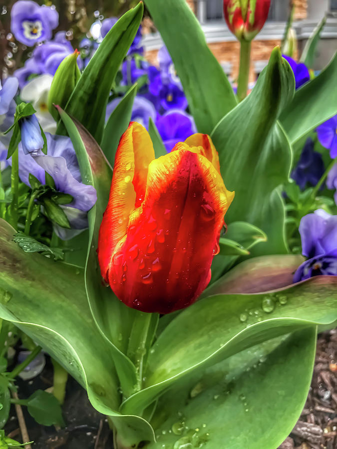 Spring Tulips Covered in Raindrops Photograph by Michael Dean Shelton