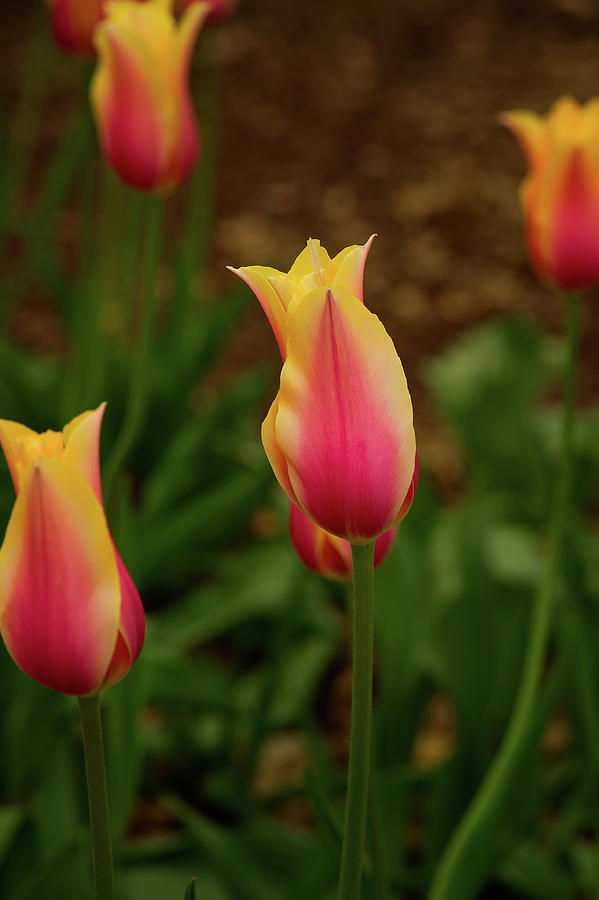 Spring tulips Photograph by Doug Wittrock