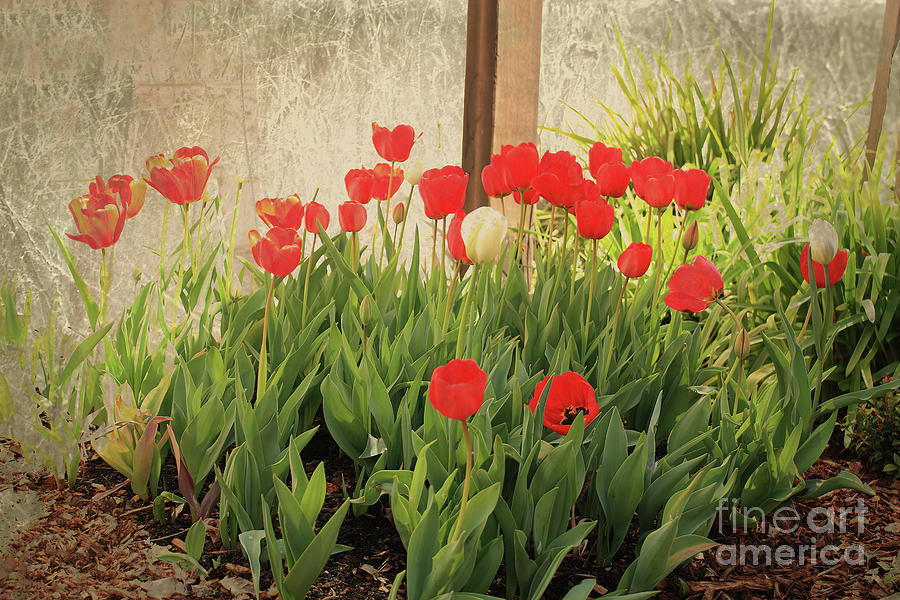 Spring Tulips Photograph by Elaine Teague
