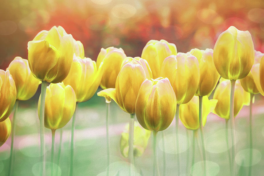 Spring Tulips Glorious Yellow Photograph