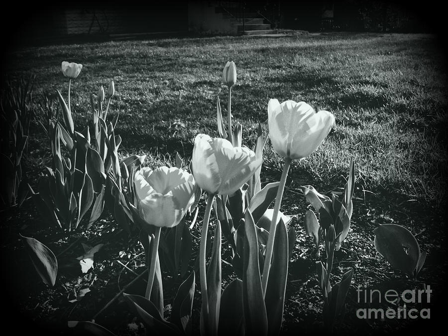 Spring Tulips In Silver Photograph