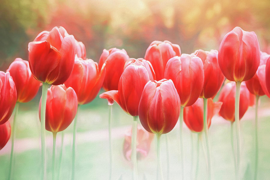 Spring Tulips In Vibrant Red Photograph