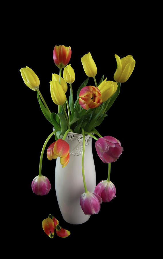 Spring Tulips In White Vase - Black Background Photograph
