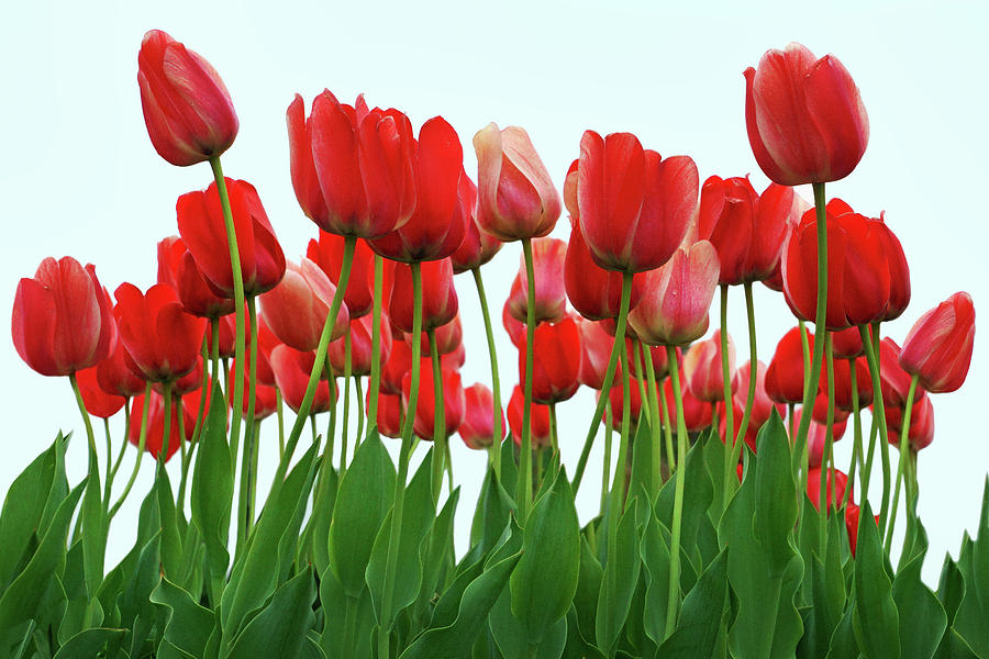 Spring - Tulips Photograph by Nikolyn McDonald