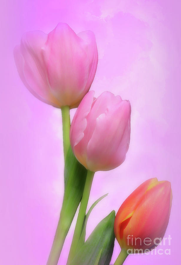 Spring Tulips On Pink Photograph by Johanna Hurmerinta