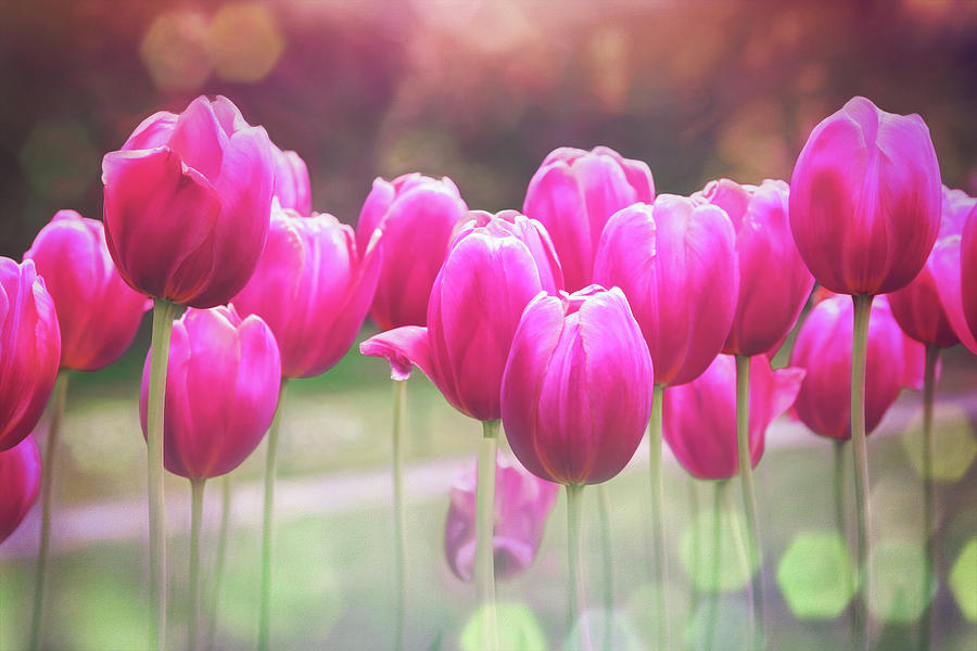 Spring Tulips Pretty In Pink Photograph