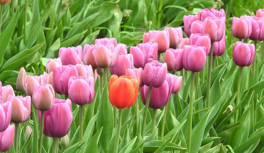 Spring Tulips Photograph by Sandra Peery