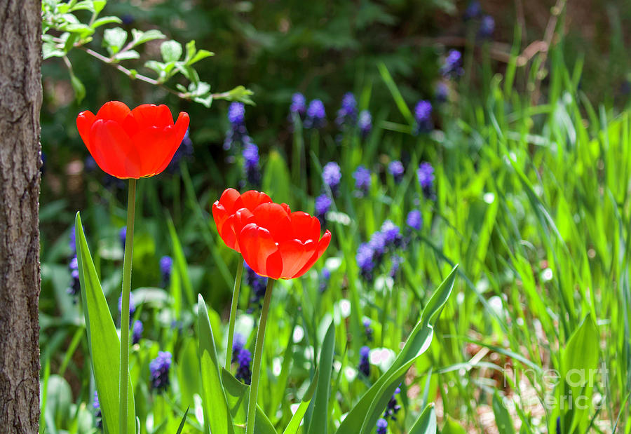 Spring Tulips Photograph by Shirley Dutchkowski