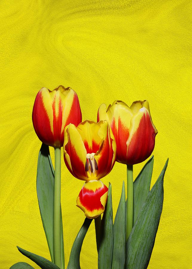 Spring Tulips Textured Photograph by Marlin and Laura Hum