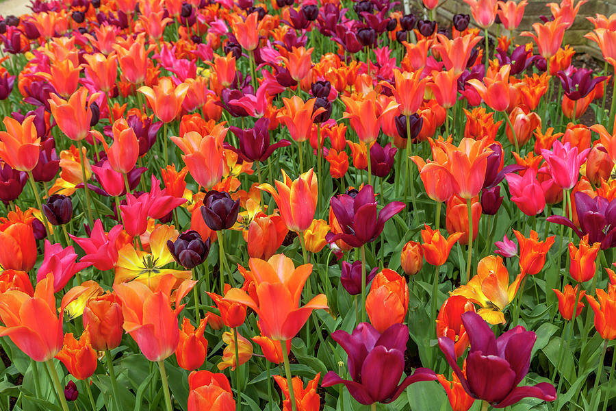 Spring Tulips Photograph by W Chris Fooshee