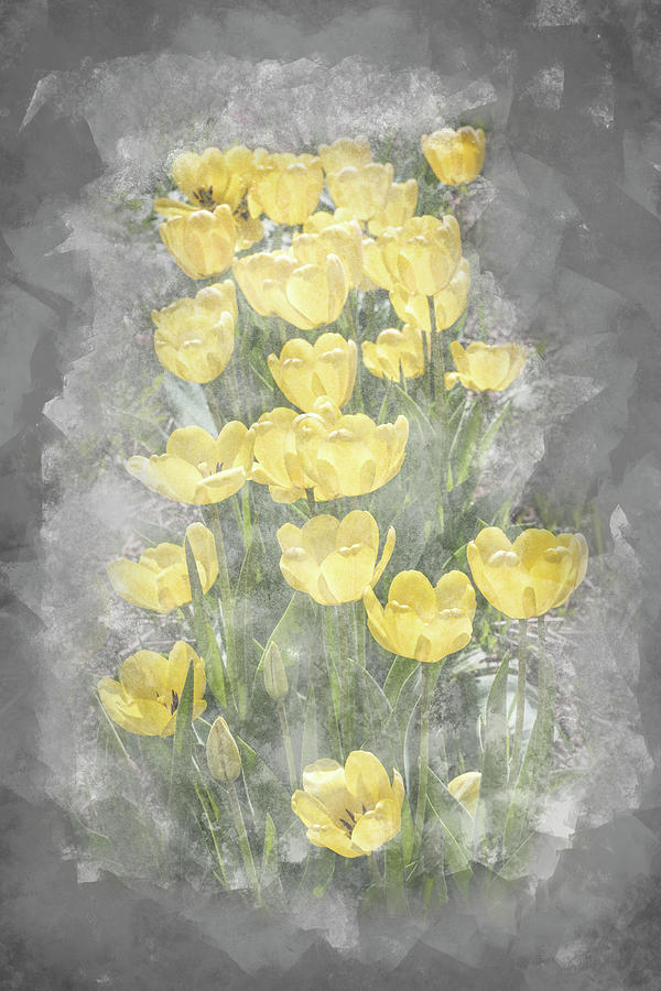 Spring Tulips - Yellow Grey Photograph by Patti Deters